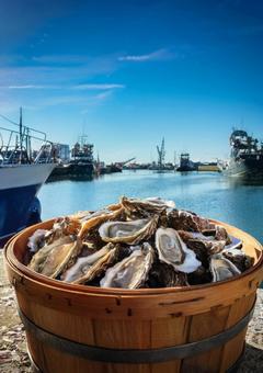 Raw oysters served in a bucket with a fishing port in the background, fresh oysters, raw oyster, fishing port, JPG