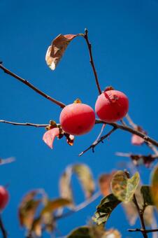 青空と熟れきった柿 柿,青空,熟れたの写真素材