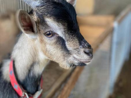 かわいいヤギ 山羊,アメリカンピグミー,ピグミーゴートの写真素材