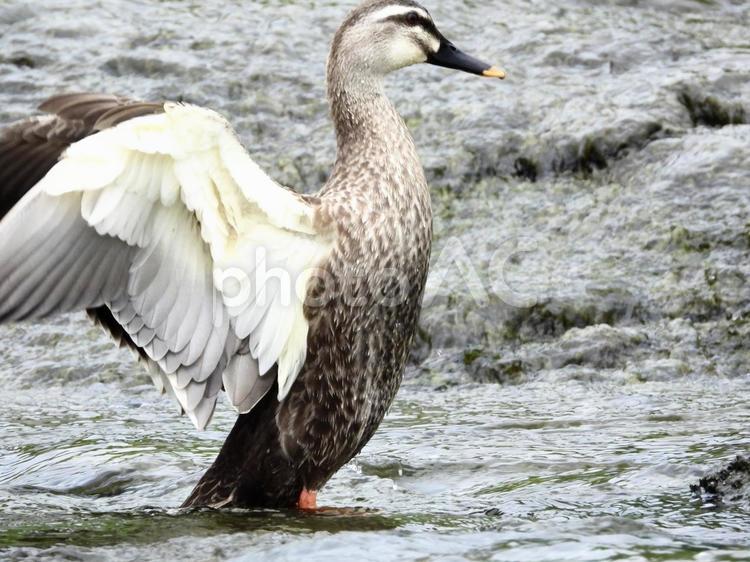 川面で羽ばたくカモ 鳥,野鳥,カモの写真素材