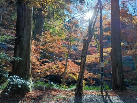 秋の紅葉03 秋,山,木の写真素材