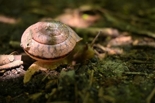カタツムリ カタツムリの写真