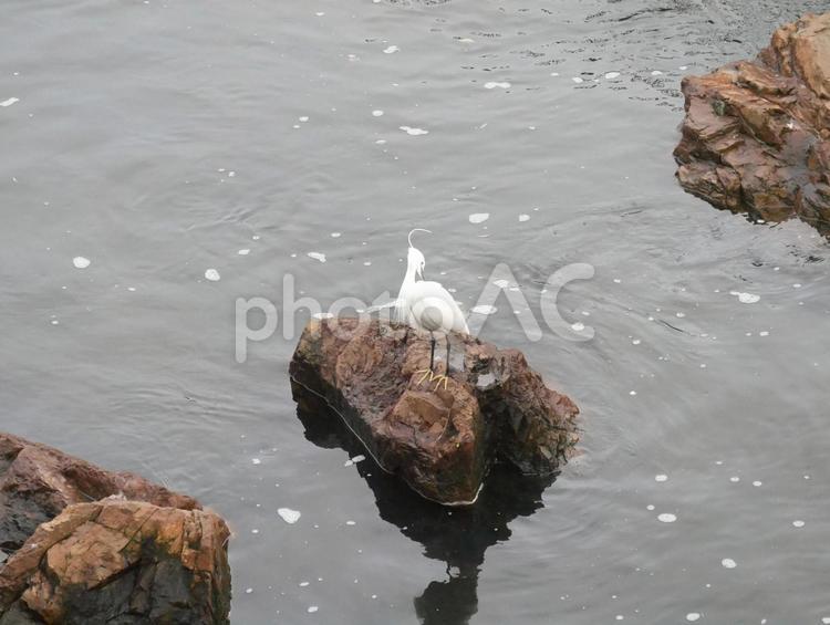 川の岩場で羽づくろいをする白鷺 白鷺,野鳥,鳥の写真素材