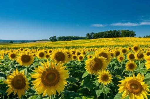 一面に広がるひまわり畑と青空の写真