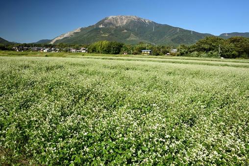 伊吹山とそば畑3 伊吹山とそば畑3 伊吹山,山,そば畑の写真素材