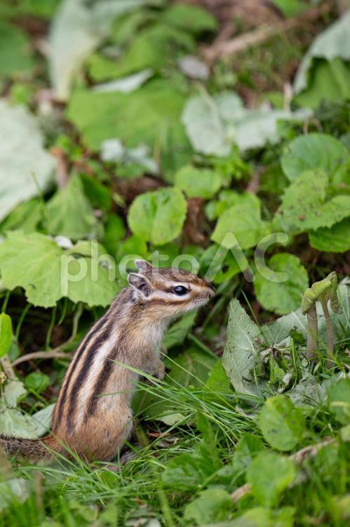 かわいいシマリス、小樽のシマリス公園 しまりす,リス,栗鼠の写真素材