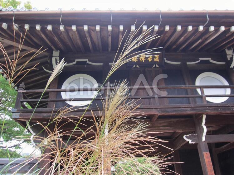京都　源光庵前の、風そよぐすすき。 ススキ,すすき,秋の写真素材