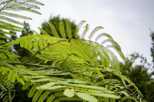 Photo, albizzia julibrissin, nemu, árbol de seda, 