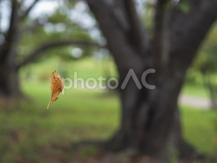 枯れ葉が舞っている公園 枯れ葉,葉,落ち葉の写真素材