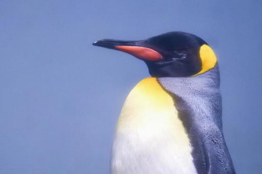 ペンギン ペンギン ペンギン,鳥,アクアパーク品川の写真素材