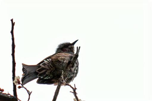Photo, brown ears, white-headed bird, bird, 