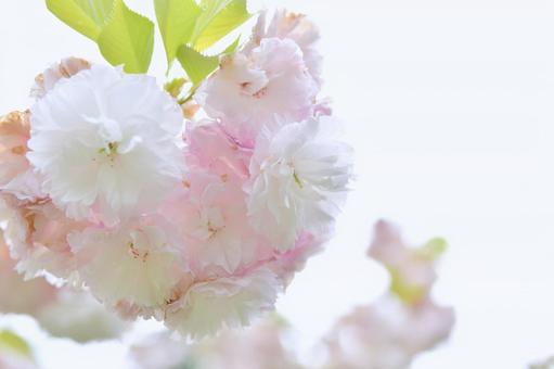 薄紅色の八重桜　松月 松月,桜,八重桜の写真素材