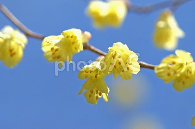 春を告げる黄金の輝きヒュウガミズキ ヒュウガミズキ,春の花,黄色の花の写真素材