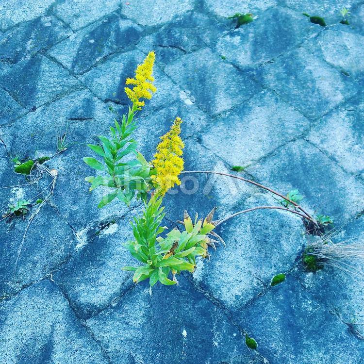 セイタカアワダチソウ セイタカアワダチソウ,上向き,大写しの写真素材