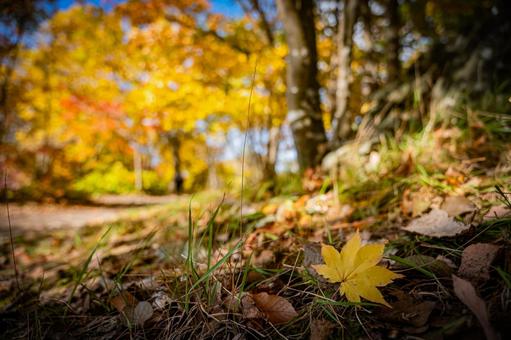 北海道　大沼国定公園　秋の風景 北海道,大沼,函館の写真素材