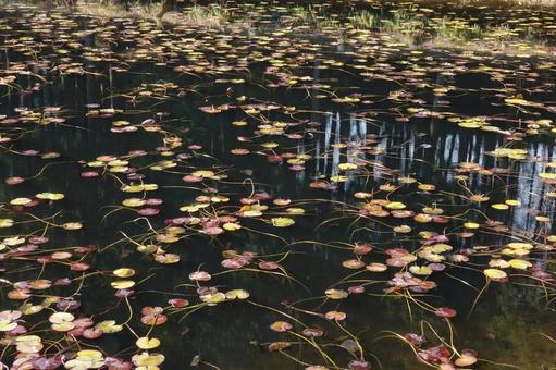 ジュンサイの池 ジュンサイの池の写真