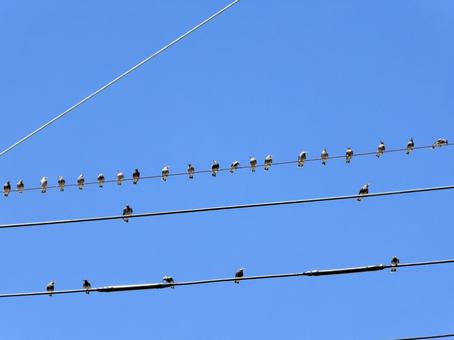 夏の空を背景に電線に大量に止まるムクドリの写真