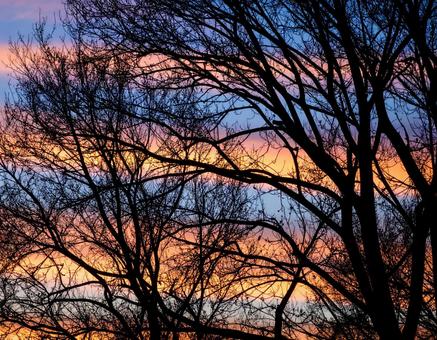 夕焼け空と冬木立のシルエット 夕焼け空と冬木立のシルエットの写真