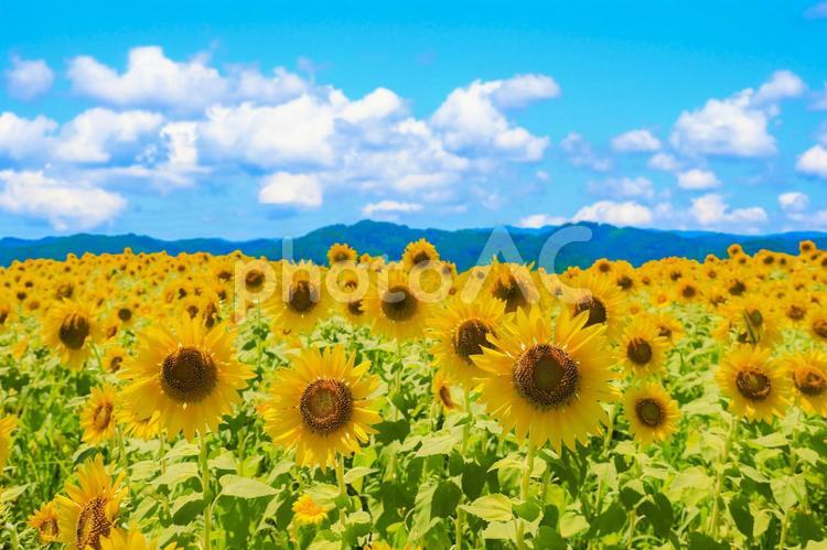 青空とひまわり畑の風景 向日葵,ひまわり,花畑の写真素材