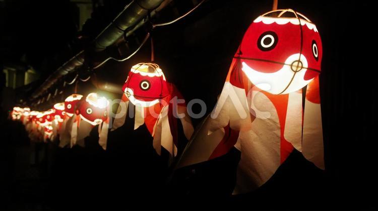 優雅でユーモラス！柳井金魚ちょうちん祭り 山口県,柳井,金魚の写真素材