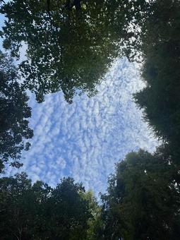 見上げた空 見上げた空 空,秋,青の写真素材