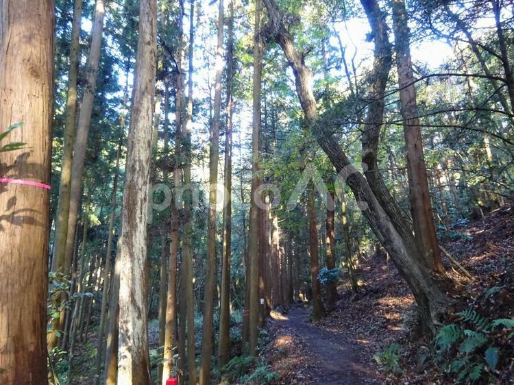 緑溢れる鍋割山の山道 ハイキング,トレッキング,青空の写真素材