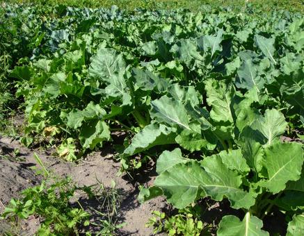 野菜畑 10の写真