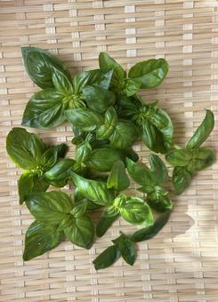 摘み取ったばかりのバジル・ハーブ（縦） バジル,ハーブ,香草の写真素材