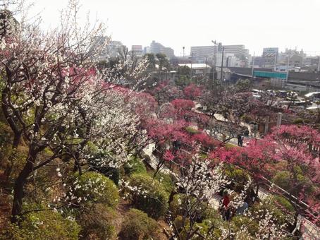 池上梅園の梅 池上梅園の梅 池上梅園,池上,梅園の写真素材