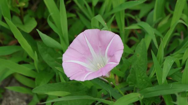 朝顔の写真
