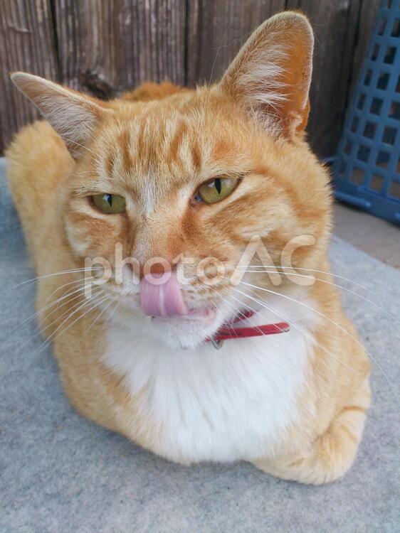 猫の舌 cat,もふもふ,ネコの写真素材