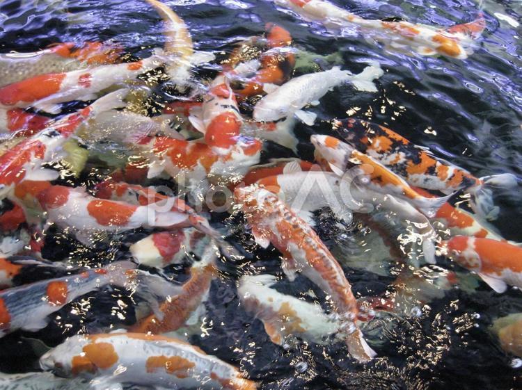 錦鯉 鯉,魚,生き物の写真素材