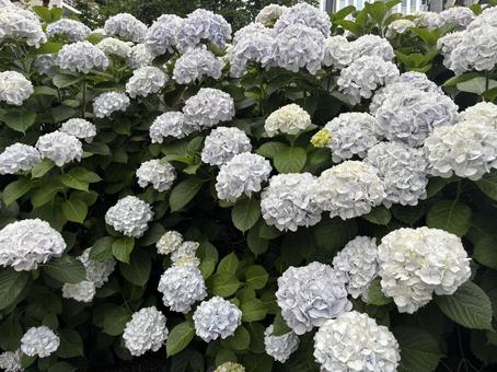 満開のアジサイ 満開のアジサイ アジサイ,満開,花の写真素材