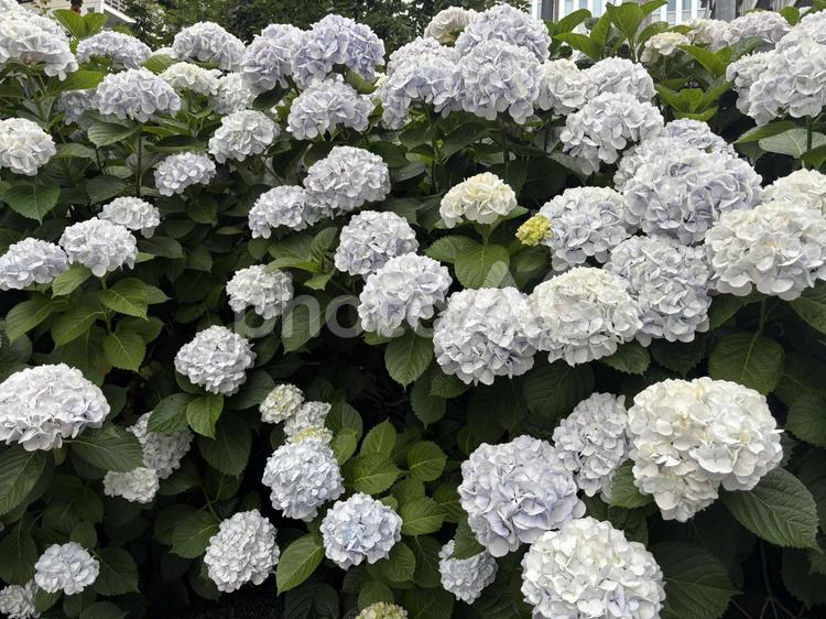 満開のアジサイ 満開のアジサイ アジサイ,満開,花の写真素材
