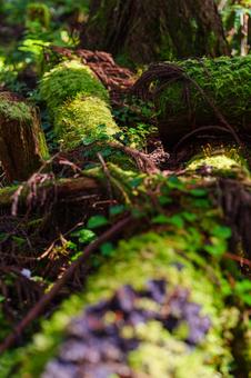 苔むした倒木 苔むした倒木 倒木,苔,苔むしたの写真素材
