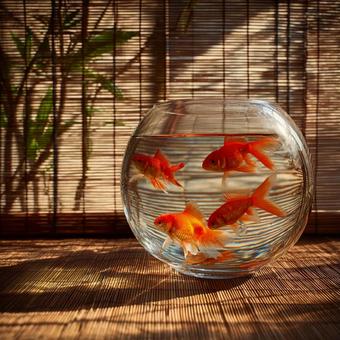 趣のある室内で泳ぐ美しい金魚の姿 趣のある室内で泳ぐ美しい金魚の姿の写真