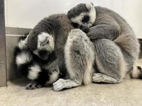 Ring-tailed lemurs snuggling together, JPG Ring-tailed lemurs snuggling together, JPG