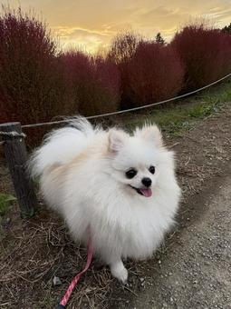 白ポメラニアン10 白ポメラニアン10 ポメラニアン,犬,ポメの写真素材