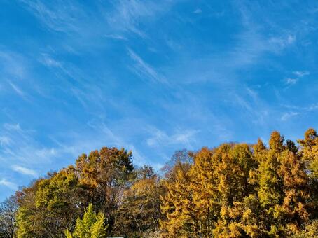 青空と紅葉 紅葉,秋,青空の写真素材