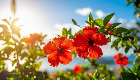 ハイビスカスの赤い花 ハイビスカスの赤い花の写真