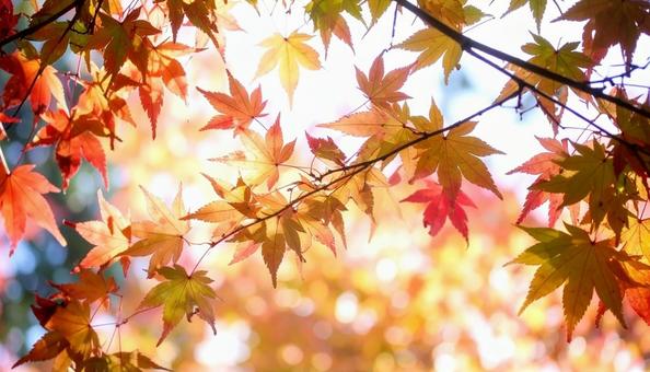 カラフルに色づいたモミジの枝葉　秋の植物の写真