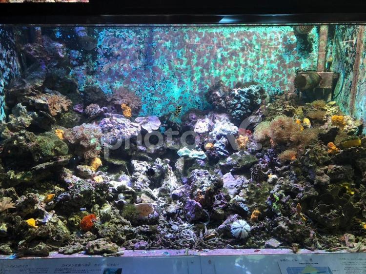 この水槽にはカラフルなサンゴや魚がいる 水槽,カラフル,おしゃれの写真素材