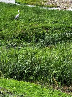 鳥 鳥の写真