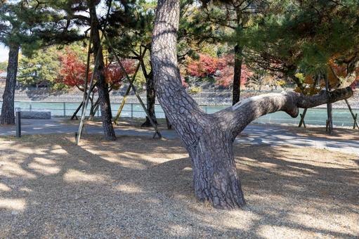 1本の幹から2つに分かれる松の木 1本の幹から2つに分かれる松の木 松の木,二股,枝分かれの写真素材
