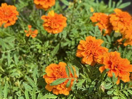 Photo, marigold, peacock, orange, 
