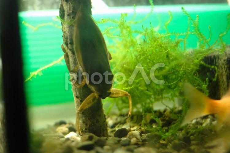 水槽の中のタガメ タガメ,水槽,絶滅危惧種の写真素材