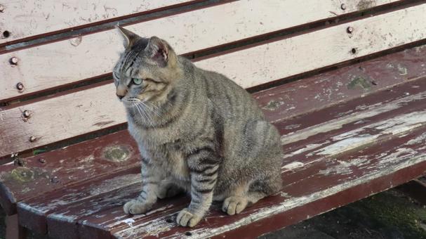 A fluffy cat sitting on a bench like a guardian dog, JPG