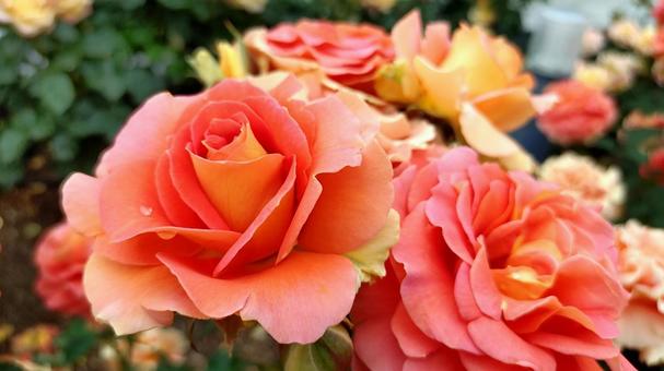 薔薇 薔薇の写真