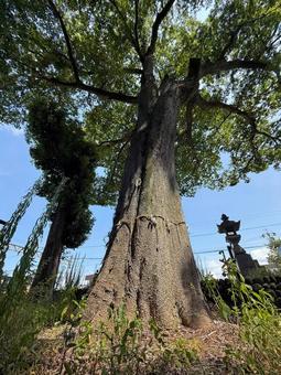 杉生神社の欅 けやき,大樹,杉生神社の写真素材
