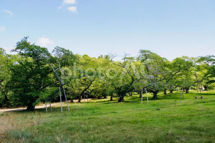 真夏の公園⒅ 公園,夏,日差しの写真素材